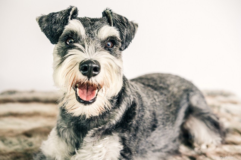 Discover 5 Key Advantages of Owning a Schnauzer