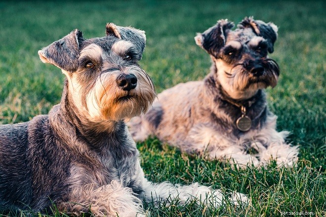 Discover 5 Key Advantages of Owning a Schnauzer