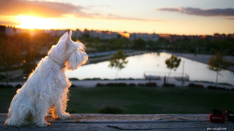 Discover 5 Key Advantages of Owning a Schnauzer