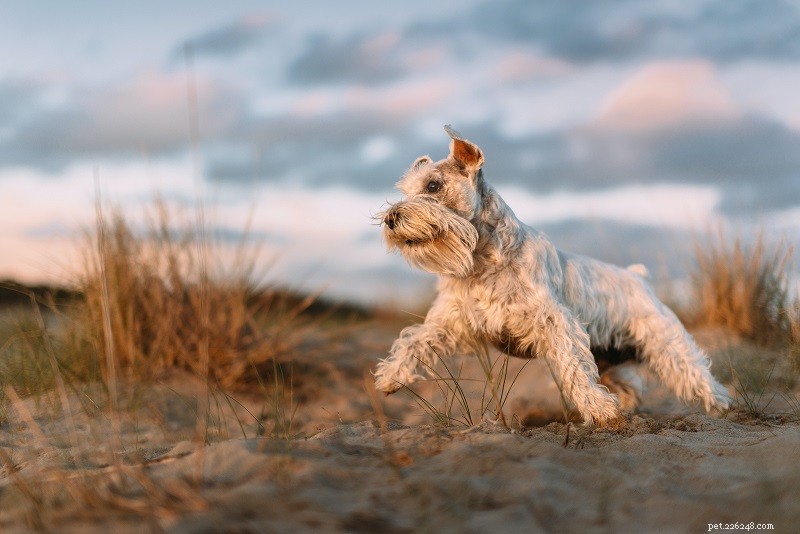 Discover 5 Key Advantages of Owning a Schnauzer