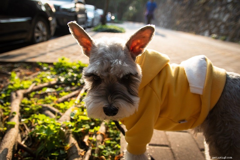 Discover 5 Key Advantages of Owning a Schnauzer
