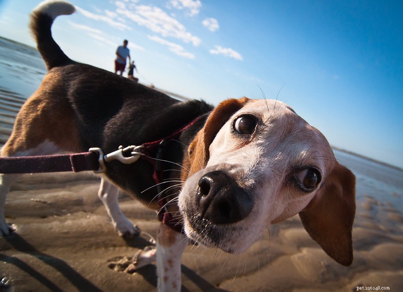 6 Essential Tips for Caring for Your Dog