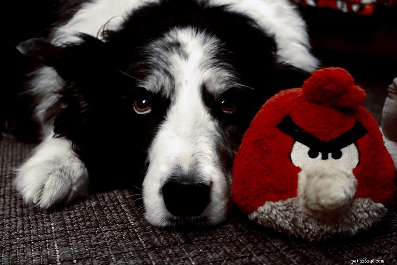 6 Essential Tips for Caring for Your Dog