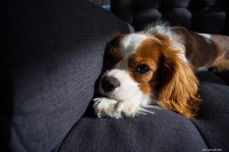 6 Essential Tips for Caring for Your Dog