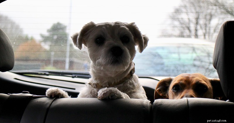 How to Handle Dog Motion Sickness: Tips for a Calm Ride