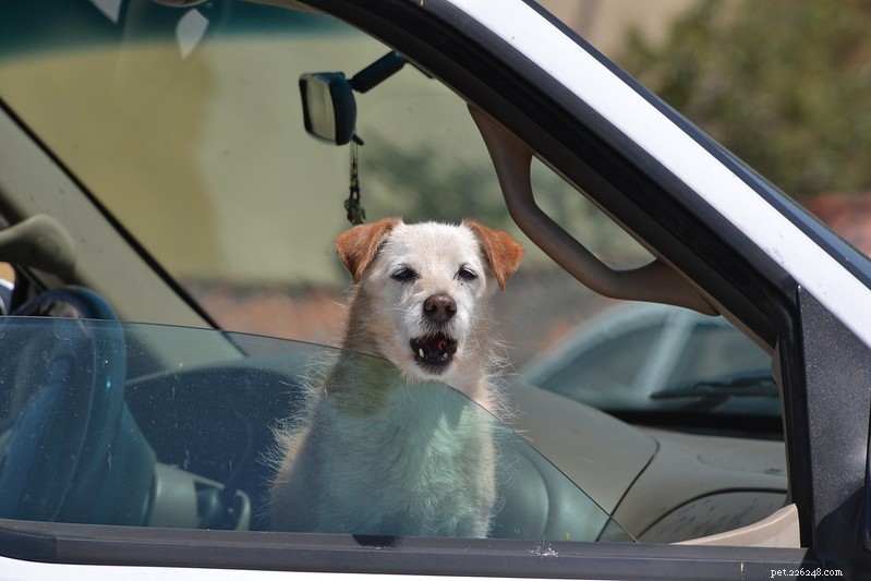 How to Handle Dog Motion Sickness: Tips for a Calm Ride