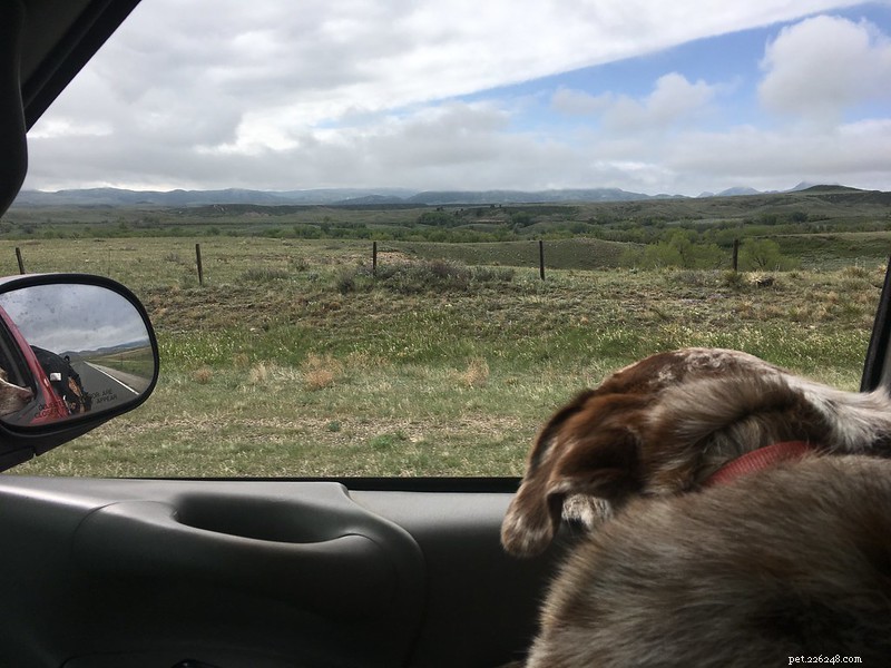 How to Handle Dog Motion Sickness: Tips for a Calm Ride