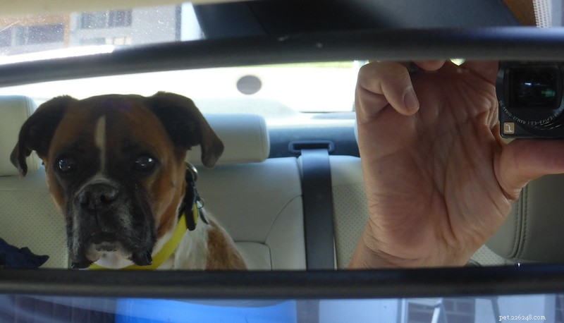 How to Handle Dog Motion Sickness: Tips for a Calm Ride