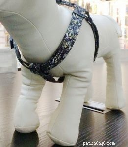 Expert Guide: Using Your Dog Harness Correctly – Video Tutorial by QQPets