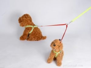 QQpets: Premium Custom Couple Dog Leashes for Two Dogs