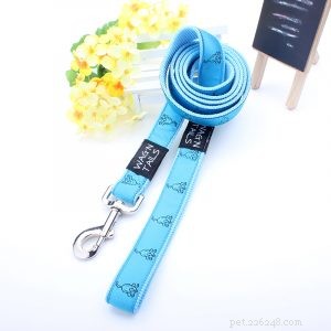 Premium Dog Leash Manufacturer QQpets – Trusted Supplier & Custom Solutions