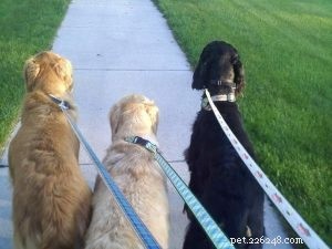 Choosing the Right Dog Leash: Expert Tips for Quality and Safety