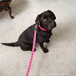 Choosing the Right Dog Leash: Expert Tips for Quality and Safety