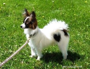 Choosing the Right Dog Leash: Expert Tips for Quality and Safety