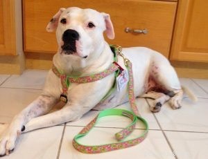 Choosing the Right Dog Leash: Expert Tips for Quality and Safety