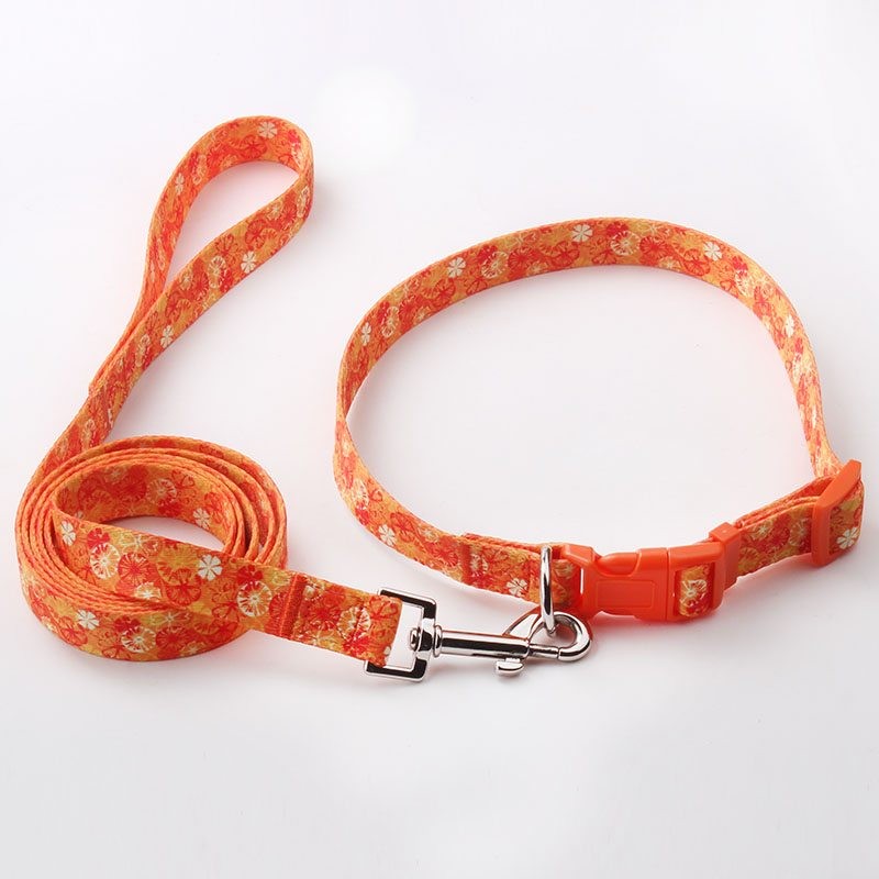 Choosing the Right Dog Leash: Expert Tips for Quality and Safety