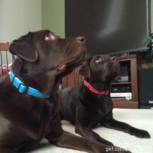 Choosing the Right Dog Collar: Expert Tips from Trusted Factory Suppliers