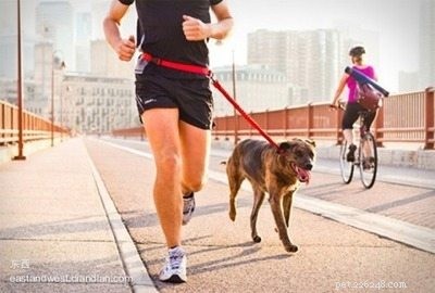 What Is a Running Dog Leash? A Guide to Comfortable, Hands‑Free Outdoor Training