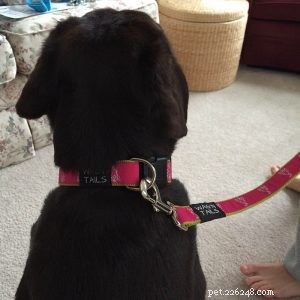 High-Quality Custom Dog Leashes from QQPets – Premium Materials & Expert Manufacturing