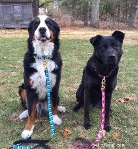 QQPets: Premium Custom Dog Collars & Leashes – Explore Our Wide Range of High-Quality Products
