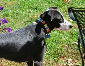 Custom Dog Collars from QQpets: Design Your Own High-Quality Collar Today