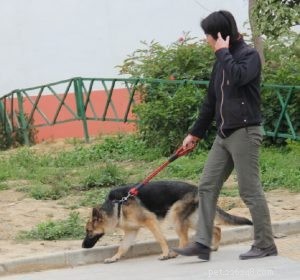 Dog Collars & Harnesses: Why Proper Use Matters – Insights from qqPets