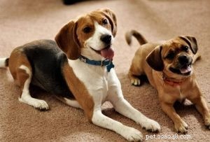 Dog Collars & Harnesses: Why Proper Use Matters – Insights from qqPets