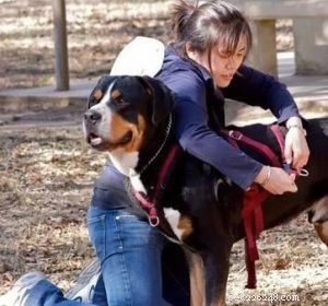 Expert Guide: Walking Your Dog with the Right Collars & Leashes