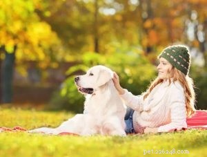 Expert Guide: Walking Your Dog with the Right Collars & Leashes