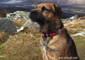 How to Recover a Lost Dog: Practical Steps & Tips