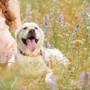 Premium Custom Dog Collars & Leashes – Design Your Own with QQPets