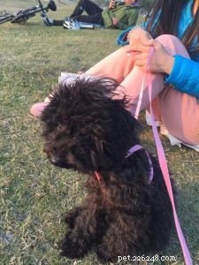 Premium Dog Collars Wholesale: Protect Your Pet Outdoors with QQPets