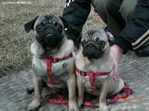 Premium Dog Collars Wholesale: Protect Your Pet Outdoors with QQPets