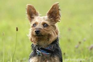 Choosing the Best Dog Collars: Expert Tips & Usage Guide | QQPets