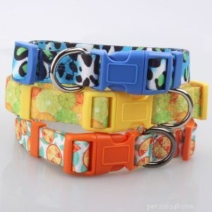 Choosing the Best Dog Collars: Expert Tips & Usage Guide | QQPets