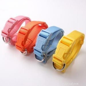 Choosing the Best Dog Collars: Expert Tips & Usage Guide | QQPets