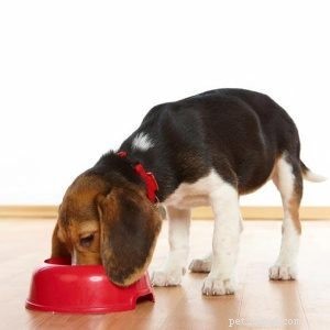 Breeding Pets 101: Essential Guide for New Owners