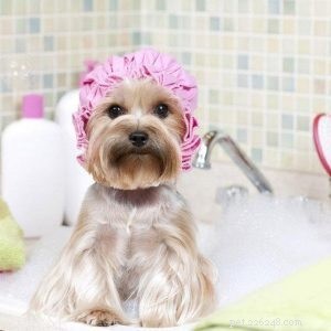 Breeding Pets 101: Essential Guide for New Owners