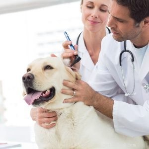 Breeding Pets 101: Essential Guide for New Owners