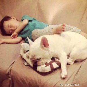 Is Your Dog Smelling Strong? 3 Key Areas to Inspect for Health Issues