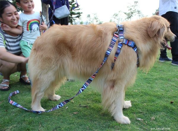Safe Dog Collars & Leashes: Secure Your Four‑Legged Friend on Outdoor Adventures