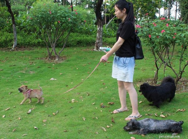 Safe Dog Collars & Leashes: Secure Your Four‑Legged Friend on Outdoor Adventures