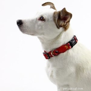 Custom Dog Collars Supplier: Design Your Pet’s Personalized Collar Today