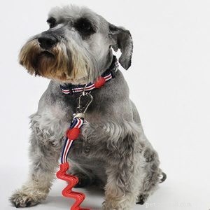 Custom Dog Collars Supplier: Design Your Pet’s Personalized Collar Today