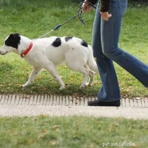Premium Silk Screen Printed Dog Collars – Expert Design & Manufacturing