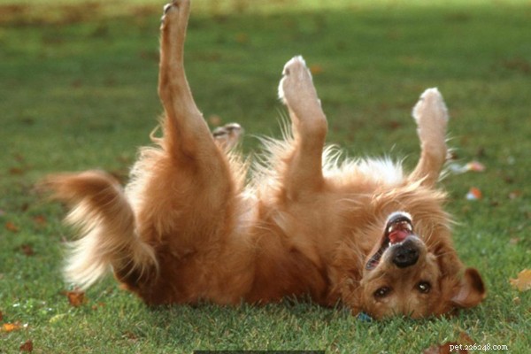 Breed Tip: Decode Your Dog’s Body Language