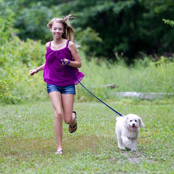 New Padded Massage Dog Harness – Comfortable, Therapeutic, and Stylish