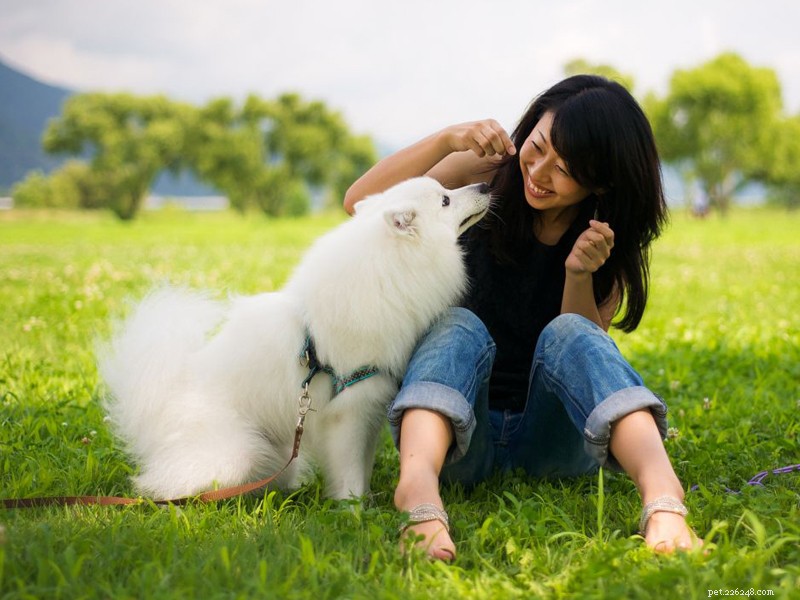 Launch a Profitable Dog Collars, Leashes, and Harness Business with QQPets
