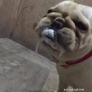 Essential Dog Care: How to Protect Your Pet from Harmful Animals This Summer