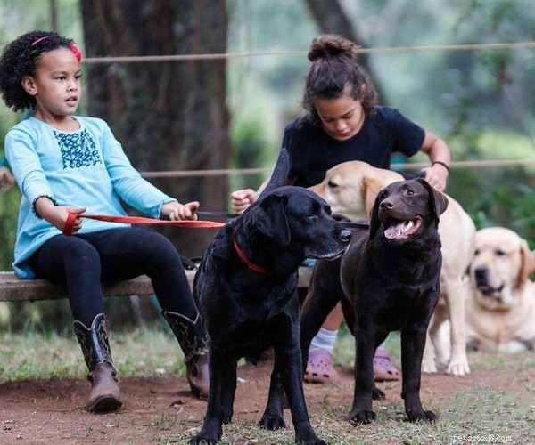 Explore Cutting-Edge Smart Dog Collars & Leashes for Training & Safety